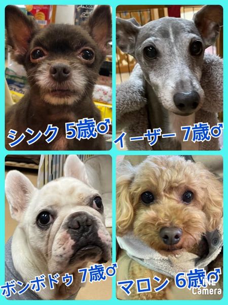 🐾今日の里親様募集中ワンコ🐶メンバーです🐾2022,2,24【保護犬カフェ天神橋店】